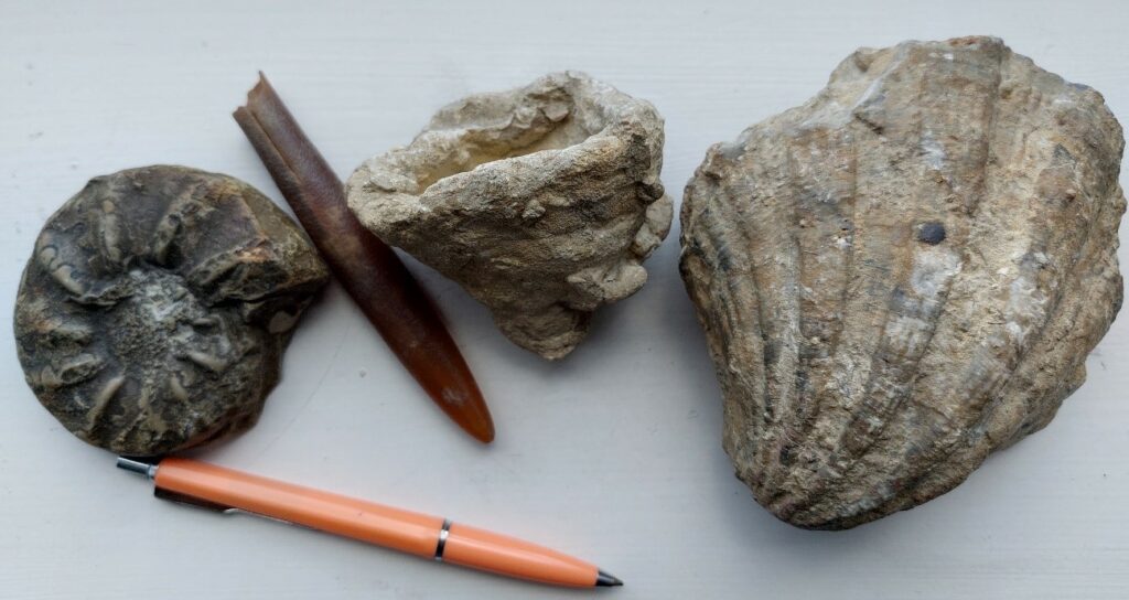 Ślady życia zapisane w skałach - Warsztaty Geologiczne w ramach Uniwersyteckiego Fakultetu Geograficznego