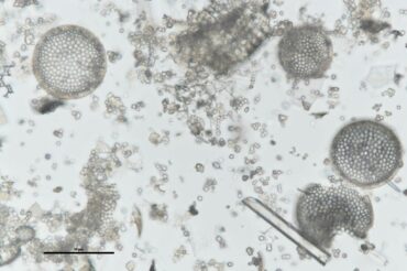 skamieniałości pod mikroskopem